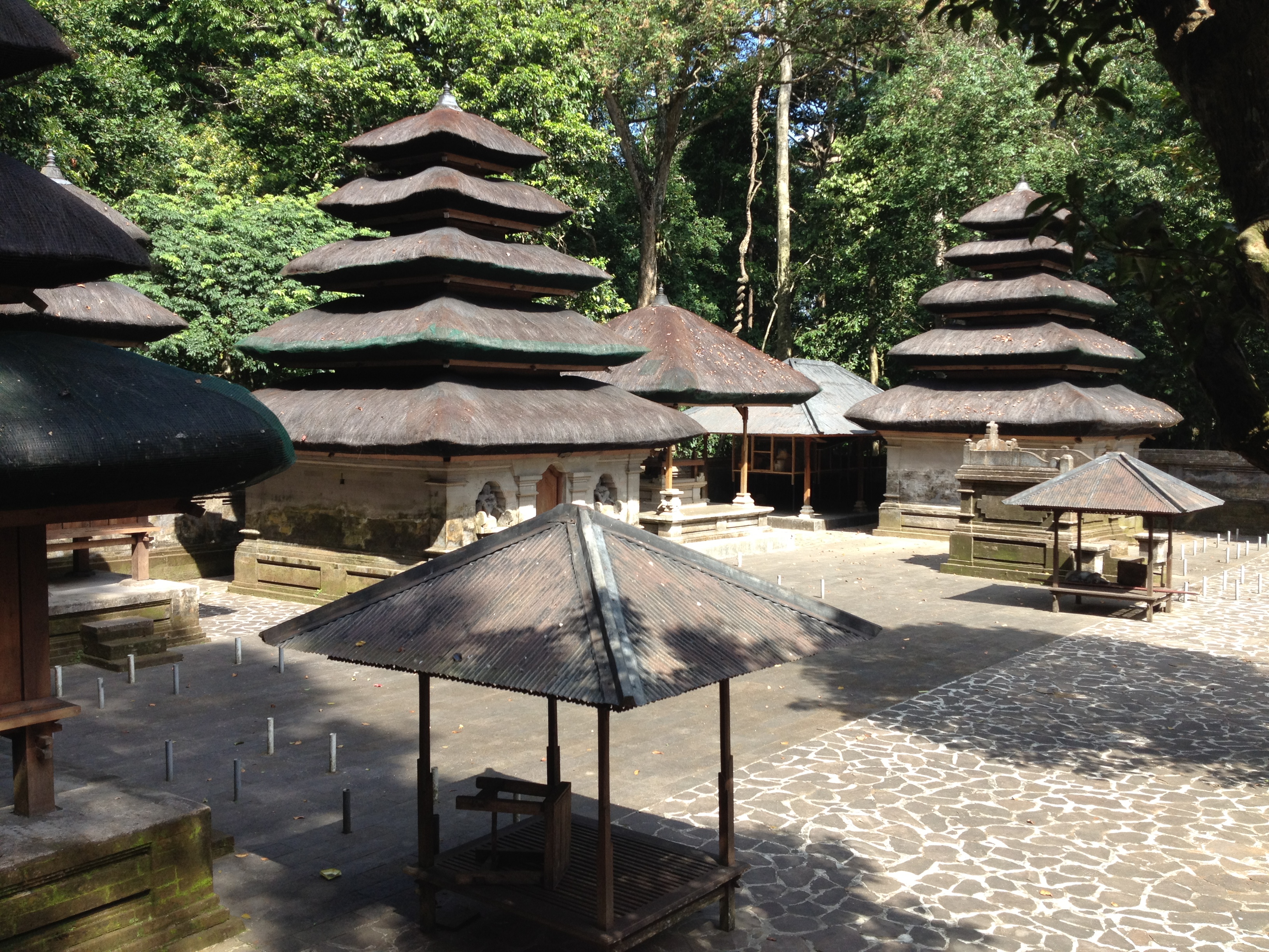 https://d3r8gwkgo0io6y.cloudfront.net/upload/monkey forest.jpg